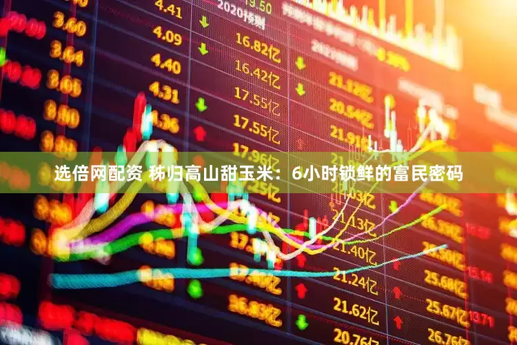 选倍网配资 秭归高山甜玉米：6小时锁鲜的富民密码