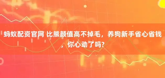 蚂蚁配资官网 比熊颜值高不掉毛，养狗新手省心省钱，你心动了吗?